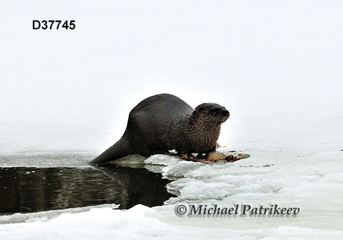 North American River Otter (Lontra canadensis)